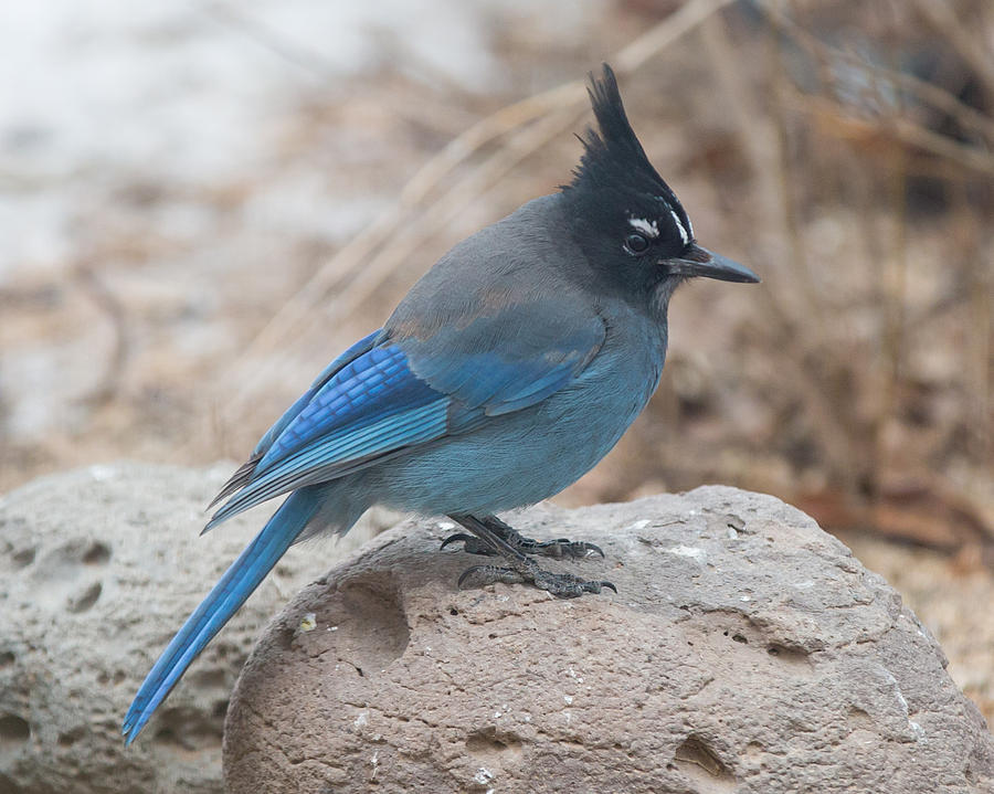 900x719, 104 Kb / Стеллерова черноголовая голубая сойка, птица