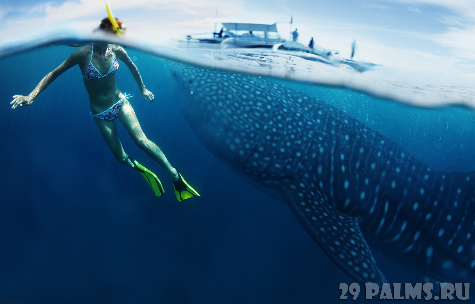 1920x1229, 287 Kb / дайвер, купальник, под водой, акула, катер, океан, ласты, маска