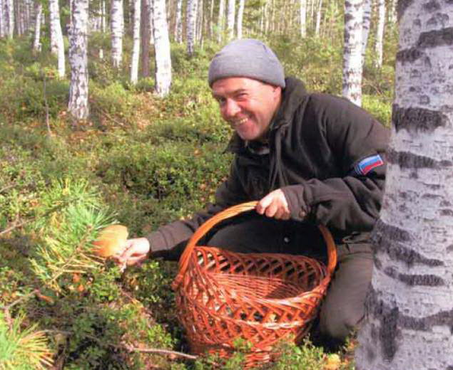 635x520, 76 Kb / медведев, грибы, березы, лукошко