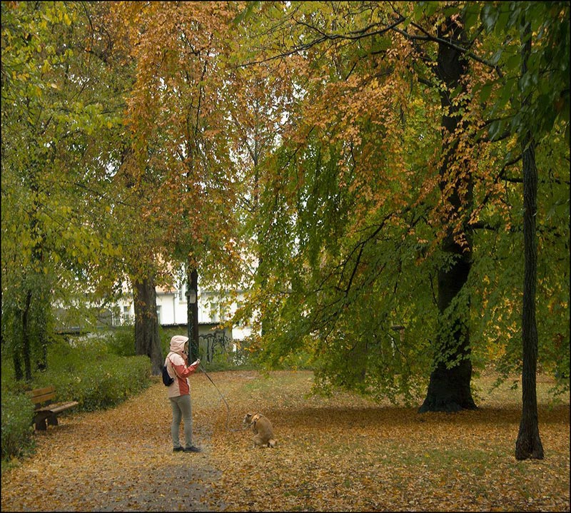 800x719, 207 Kb / осень, парк, деревья, променад, собака, пес, скамейка
