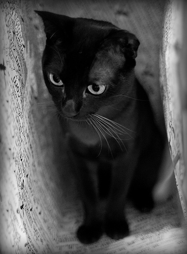 368x500, 68 Kb / кот, пакет