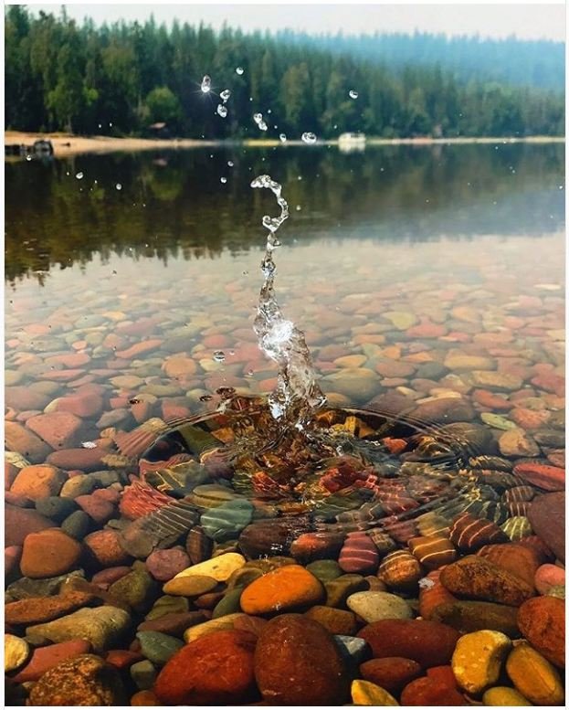 623x777, 103 Kb / вода, круги, рябь, брызги, бульки, камешки, галька, много гальки, лес, ели, отражение елей, берег, капля