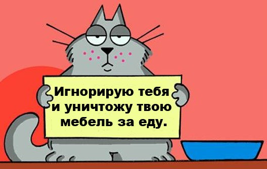 528x335, 41 Kb / кошекач