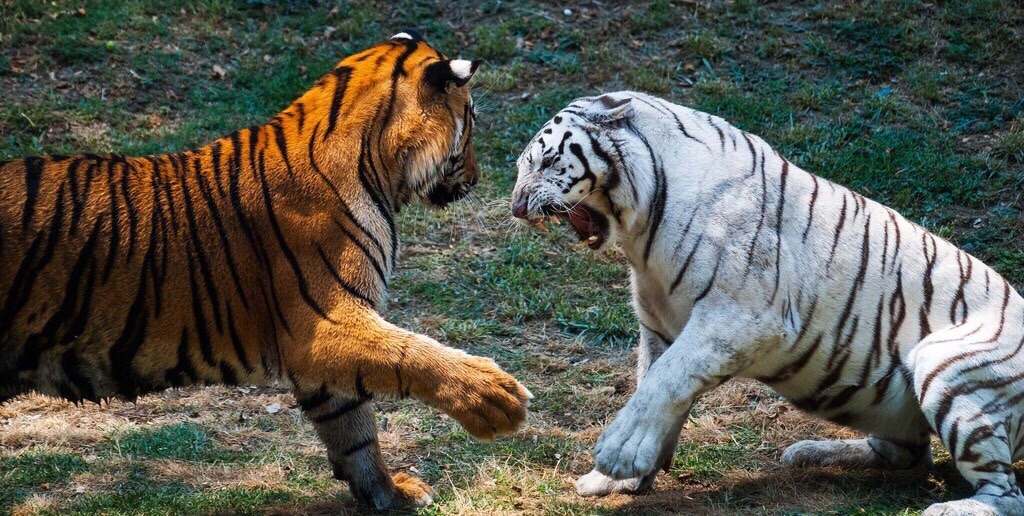 1024x516, 237 Kb / тигры, драка, альбинос