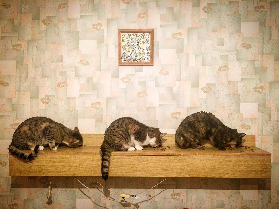 1080x809, 147 Kb / кошки, трое, три, картина, полка