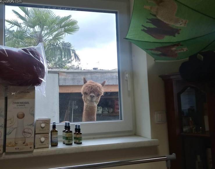 740x584, 44 Kb / лама, альпака, окно