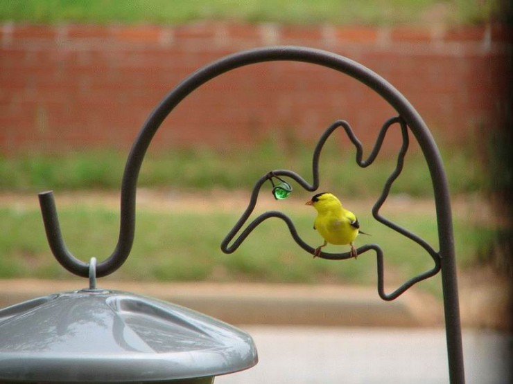 740x555, 66 Kb / птичка, желтая