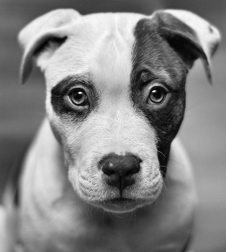 449x500, 91 Kb / собака, щенок