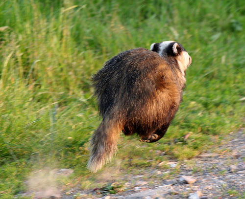 500x407, 149 Kb / енот