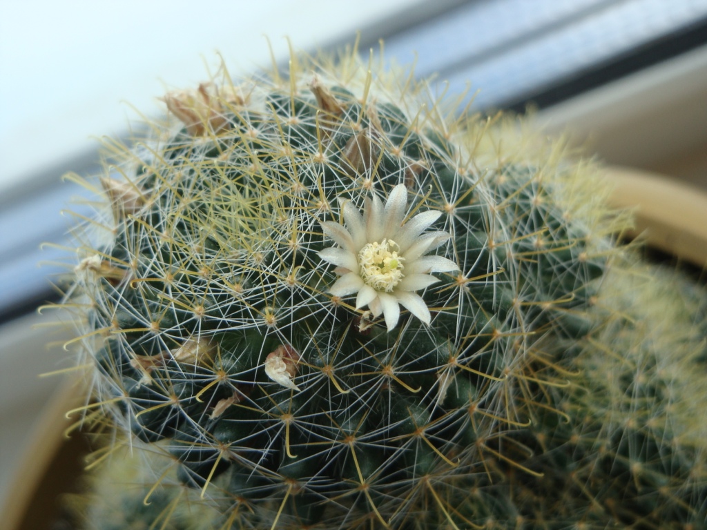 1024x768, 322 Kb / мой кактус, цветок, цветет, подоконник, каждый год