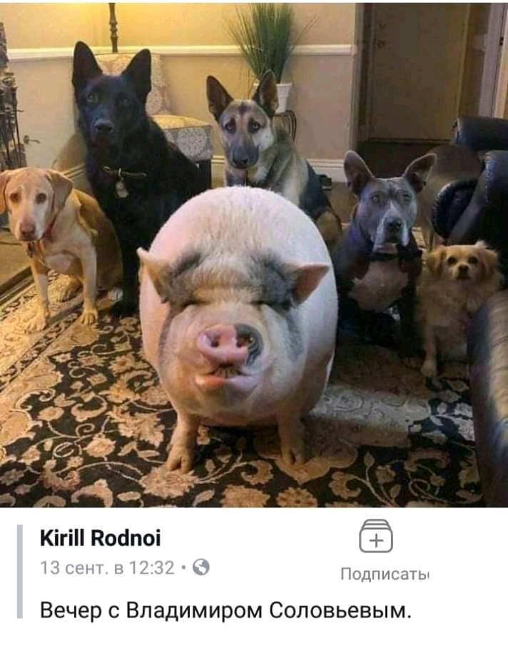 712x912, 93 Kb / Соловьев, свинья, собаки