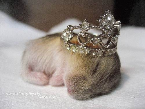 500x375, 61 Kb / кролик, корона