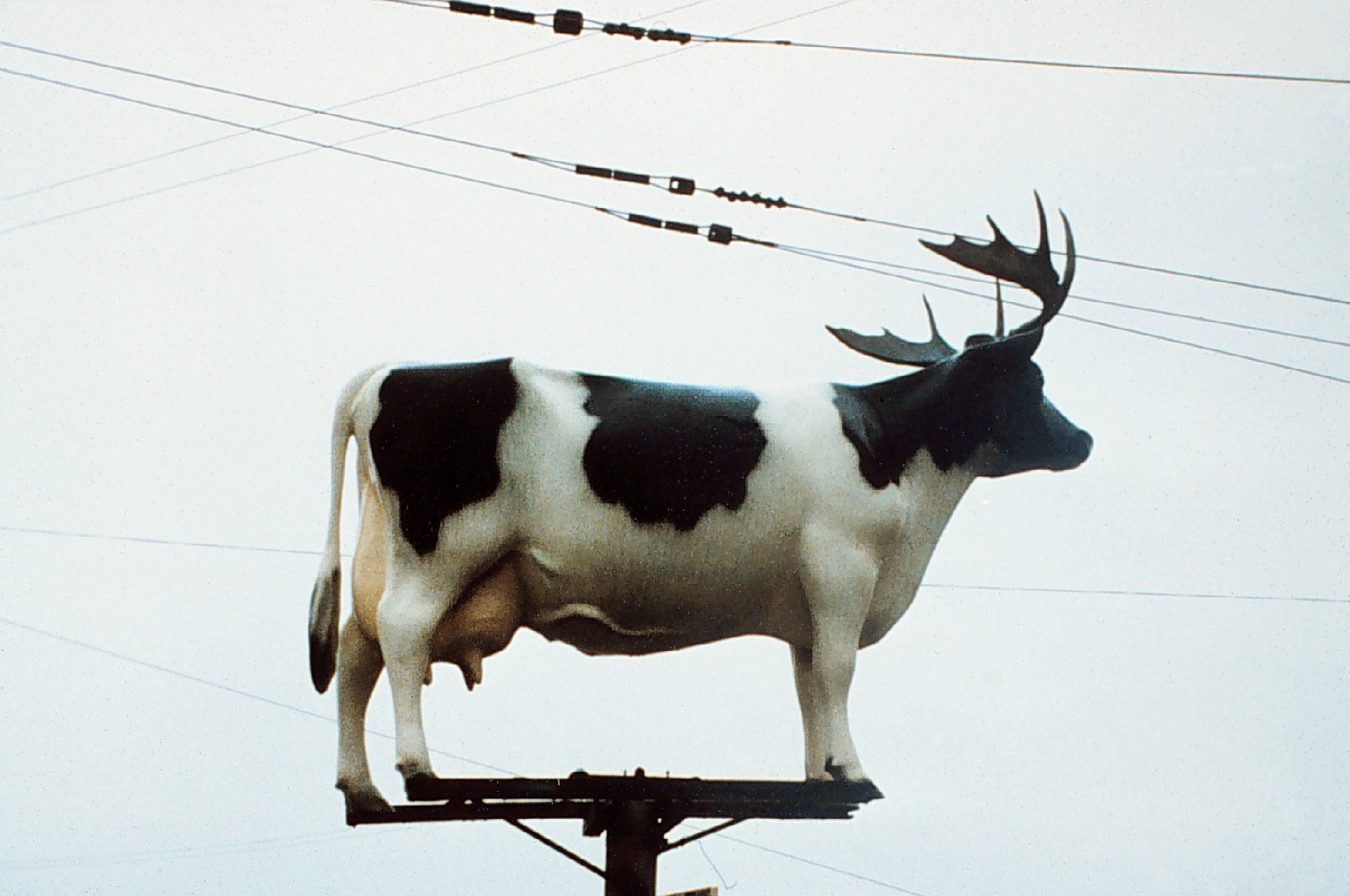 1608x1068, 412 Kb / корова, рога, провода