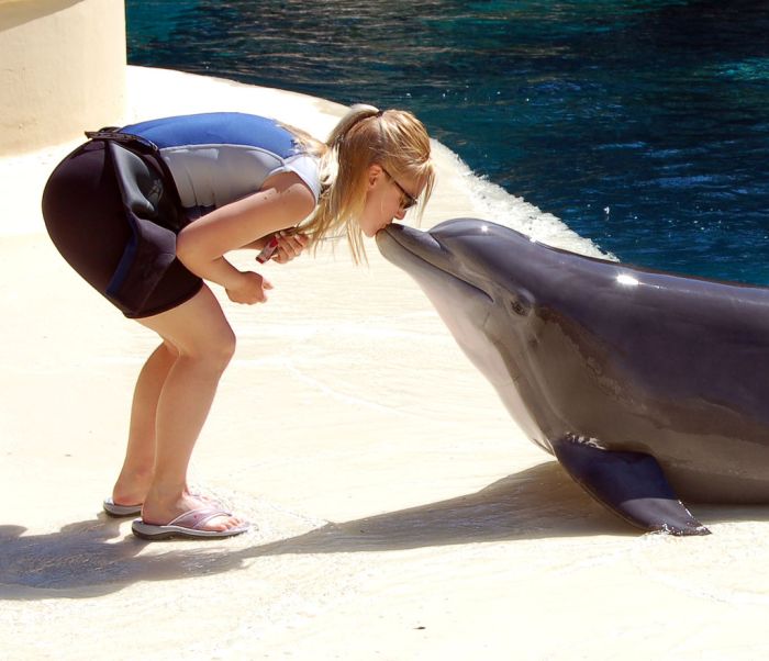 700x602, 55 Kb / дельфин