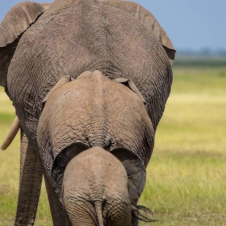 960x960, 225 Kb / слоны, пирамида