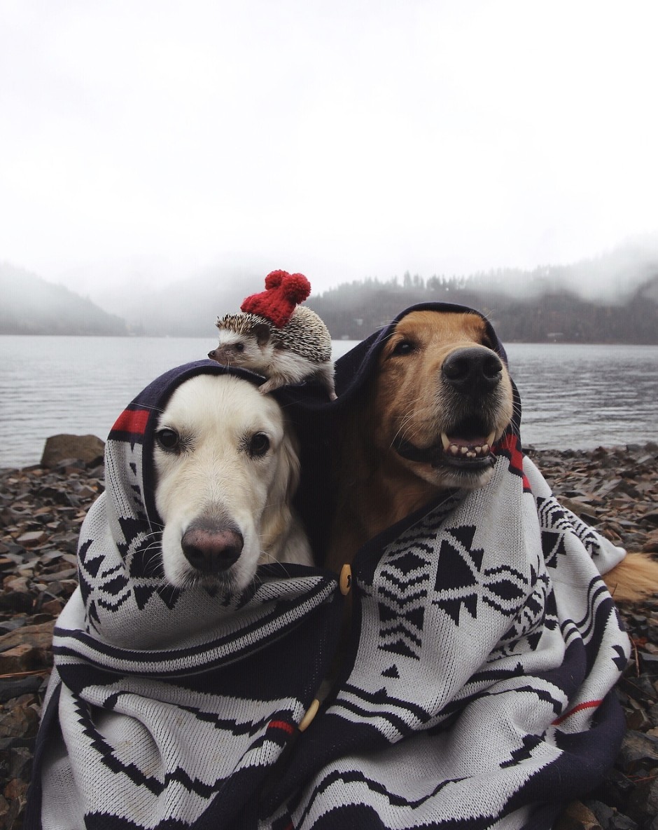 940x1184, 227 Kb / собака, ежик, плед, одеяло, шапка, берег, камни, горы, река, лес