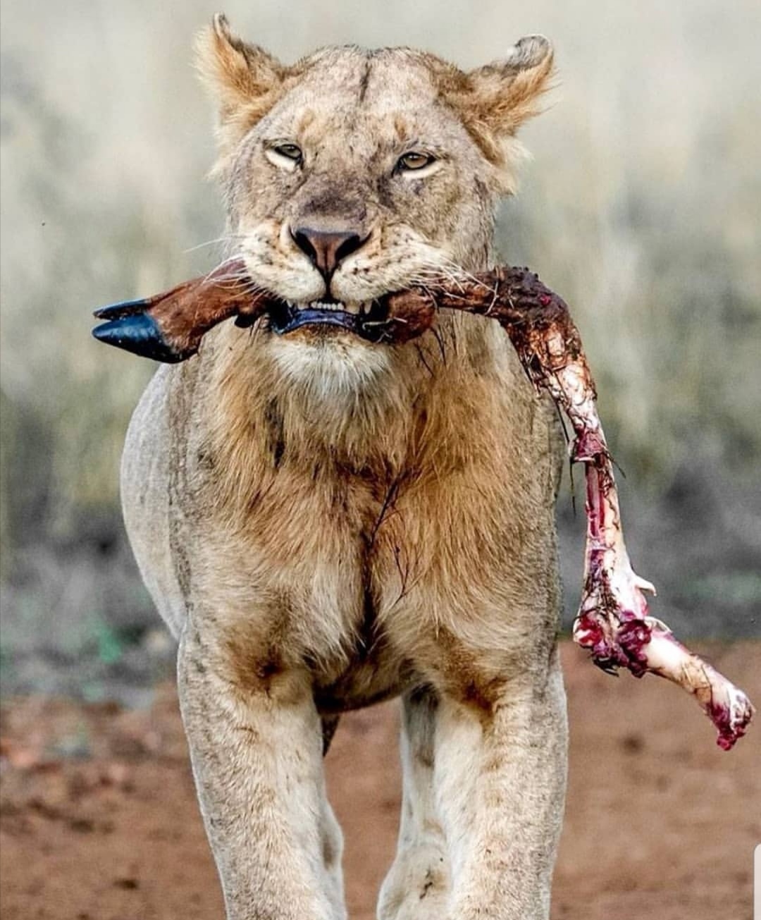 1080x1305, 299 Kb / лев, нога, копыта, львица