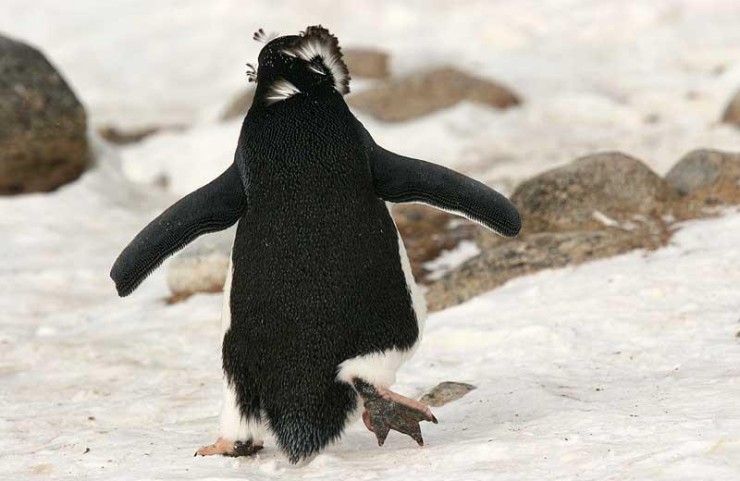 740x481, 68 Kb / пингвин