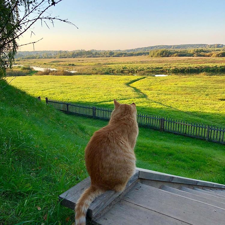 750x750, 150 Kb / кот, кошка, поле, забор, лестница, трава, река