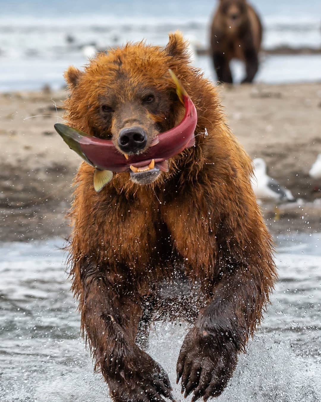 1080x1350, 229 Kb / медведь, рыба, чайка