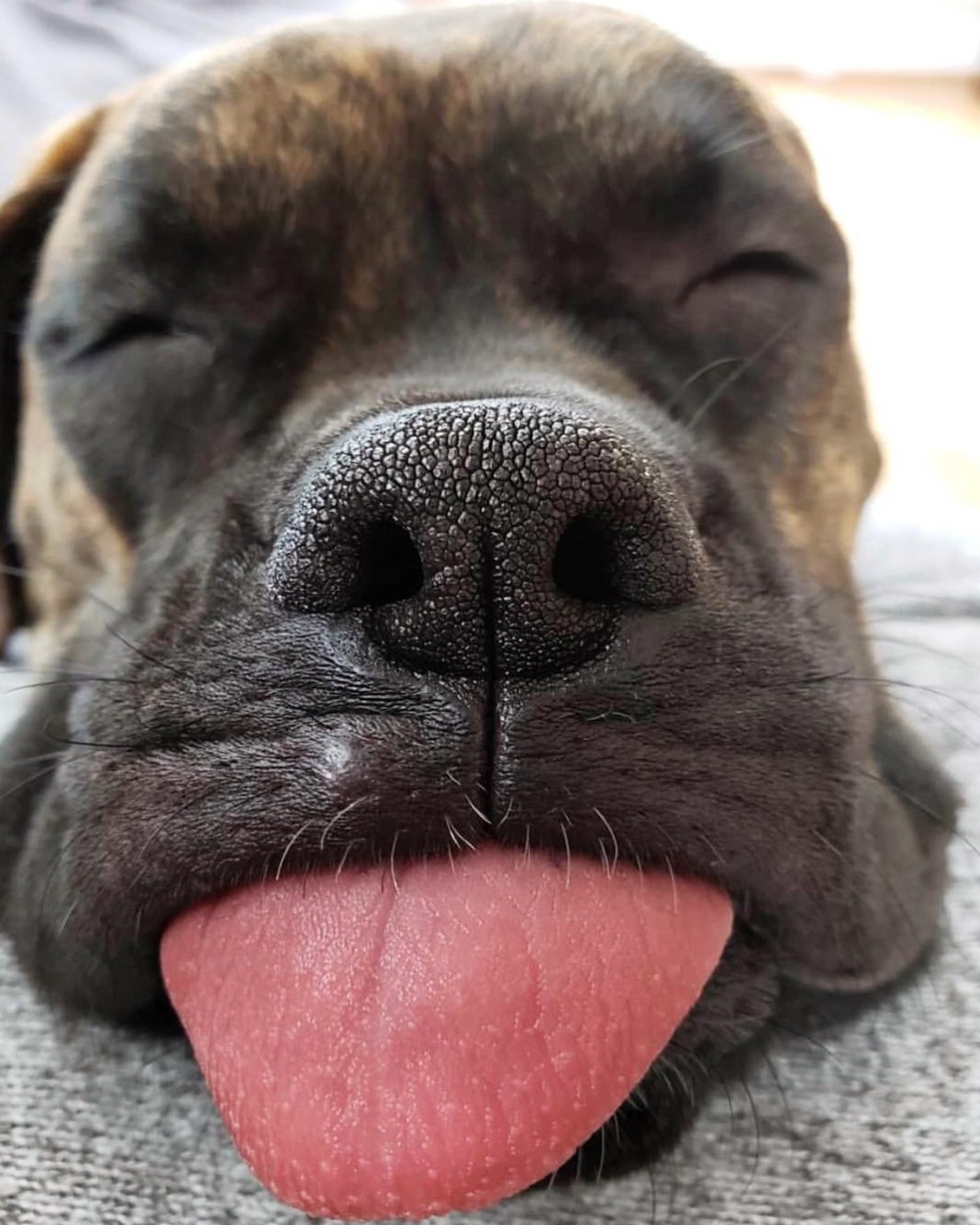 1068x1334, 235 Kb / собака, язык