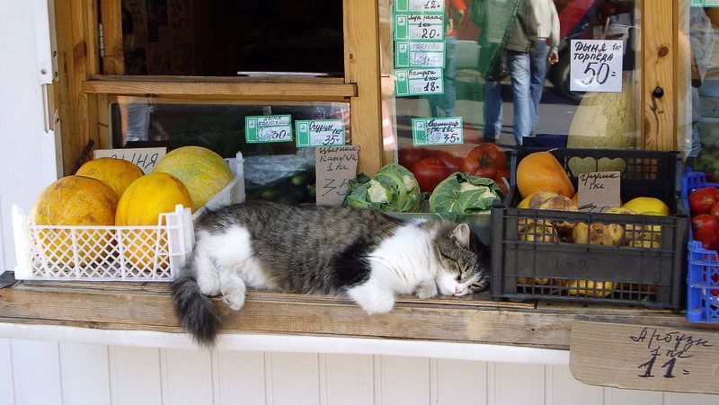 800x451, 82 Kb / фрукты, кот