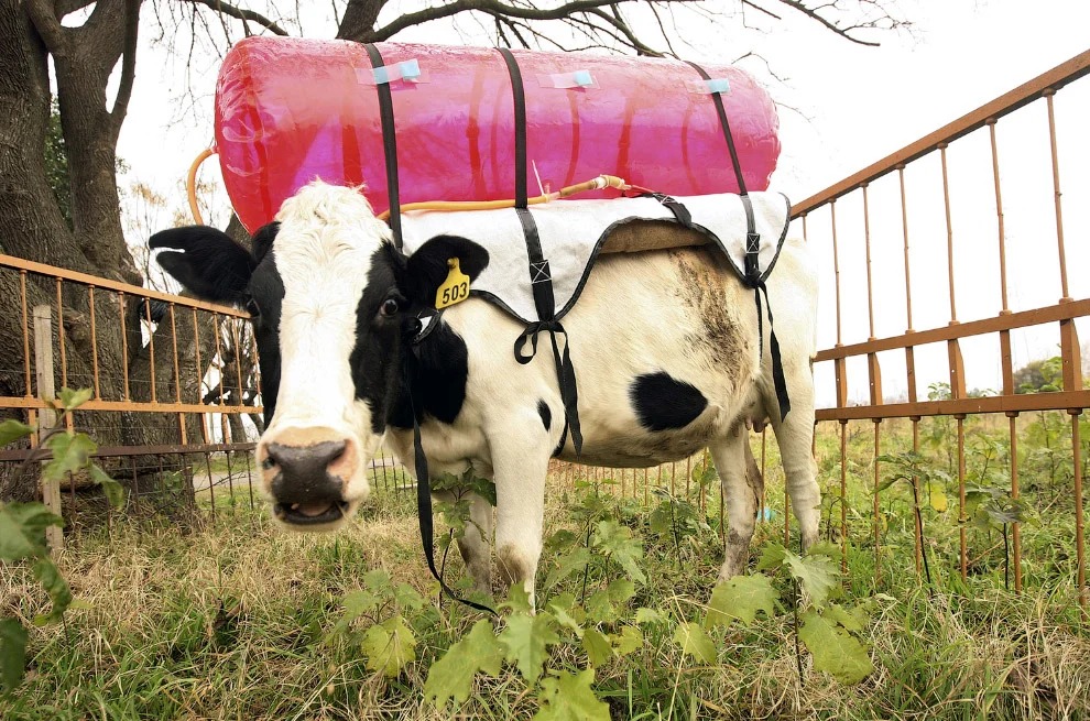 990x655, 282 Kb / корова, балон, метан, экология