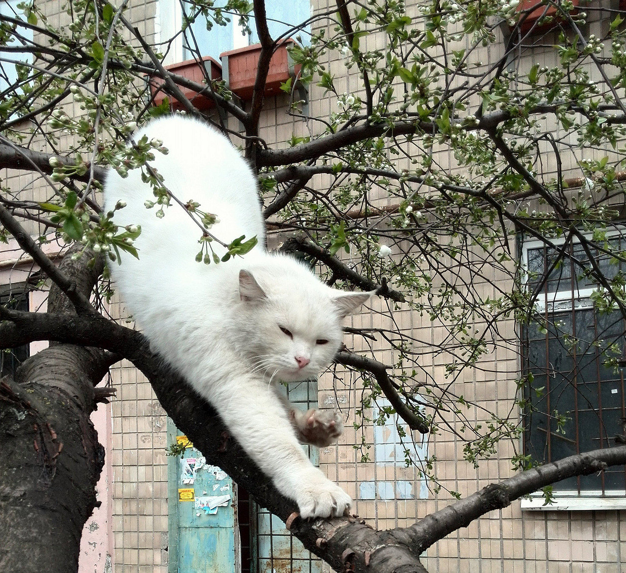 1280x1172, 627 Kb / кот, кошка, здание, окно, дерево