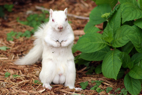 497x333, 99 Kb / белка, альбинос