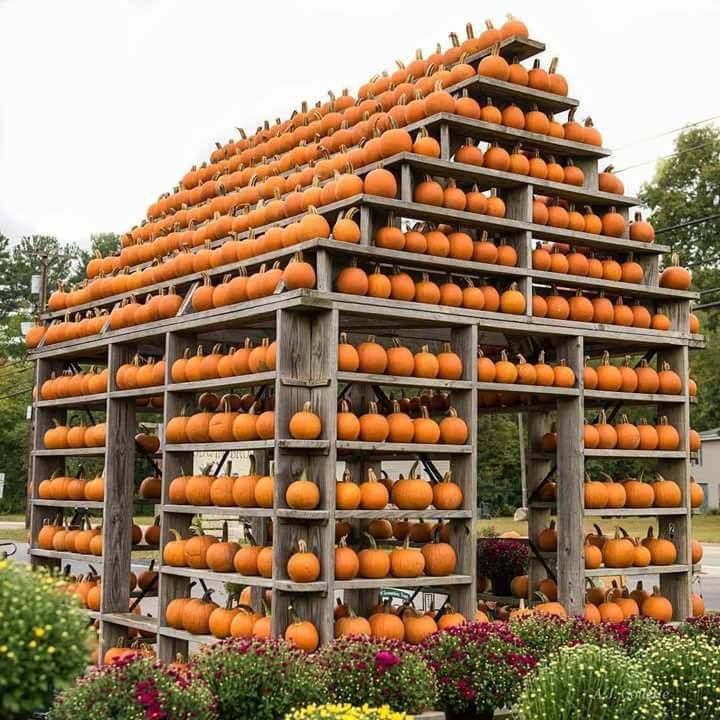 720x720, 96 Kb / тыква, домик, кусты, цветы