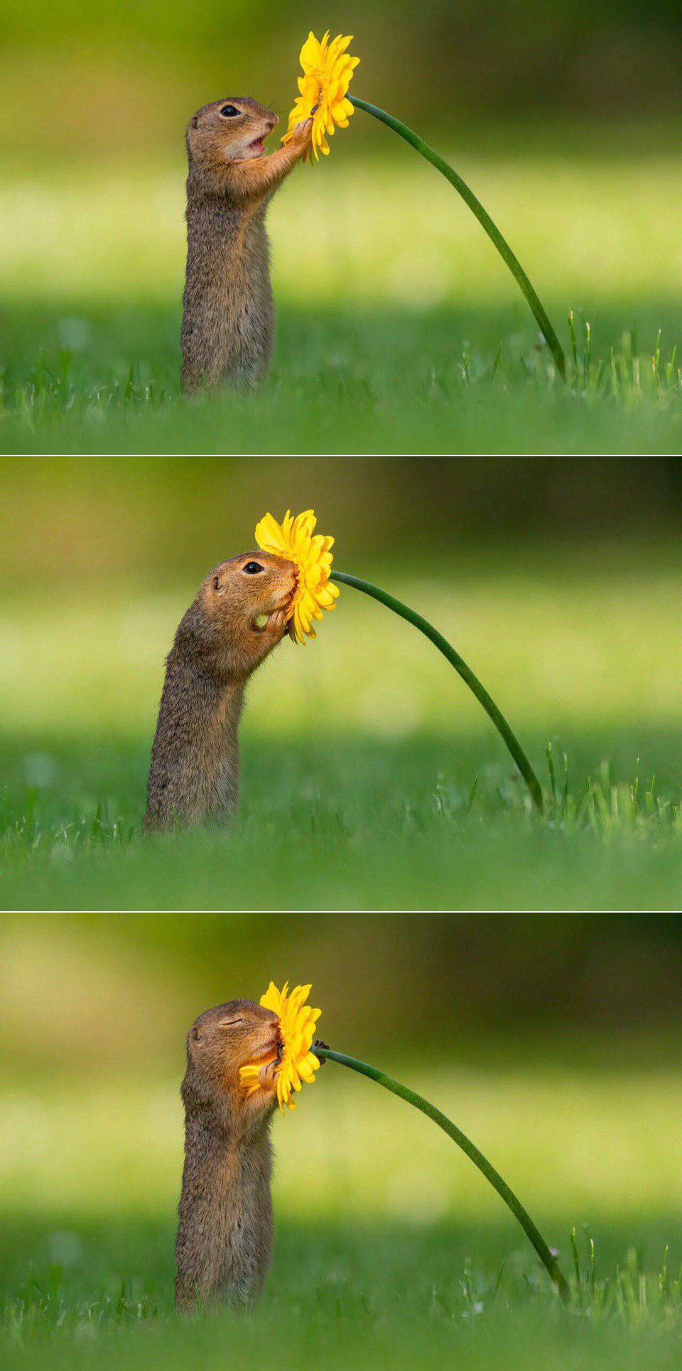 960x1929, 264 Kb / суслик, цветок