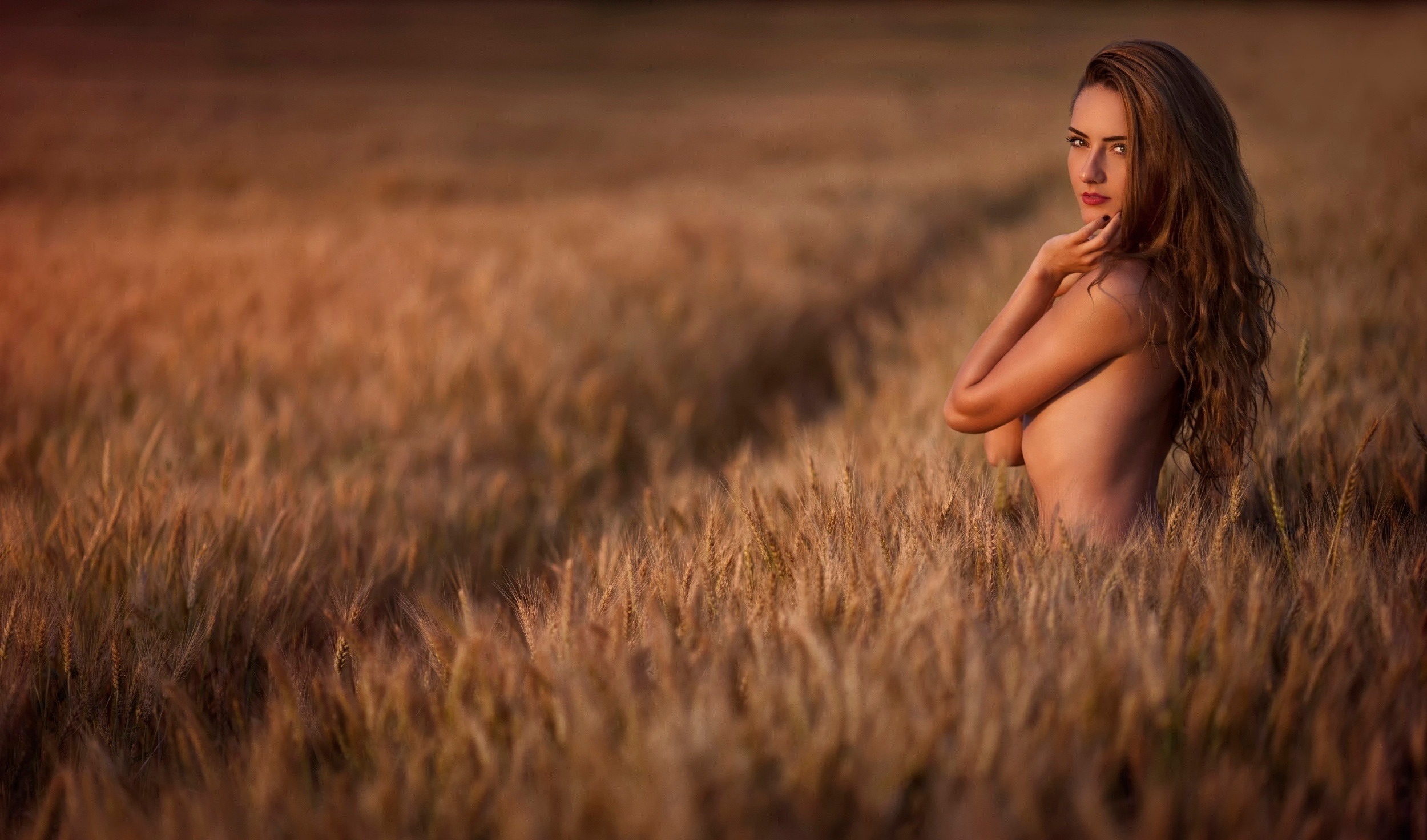 2500x1472, 607 Kb / колоски, поле, рыжая, пшеница