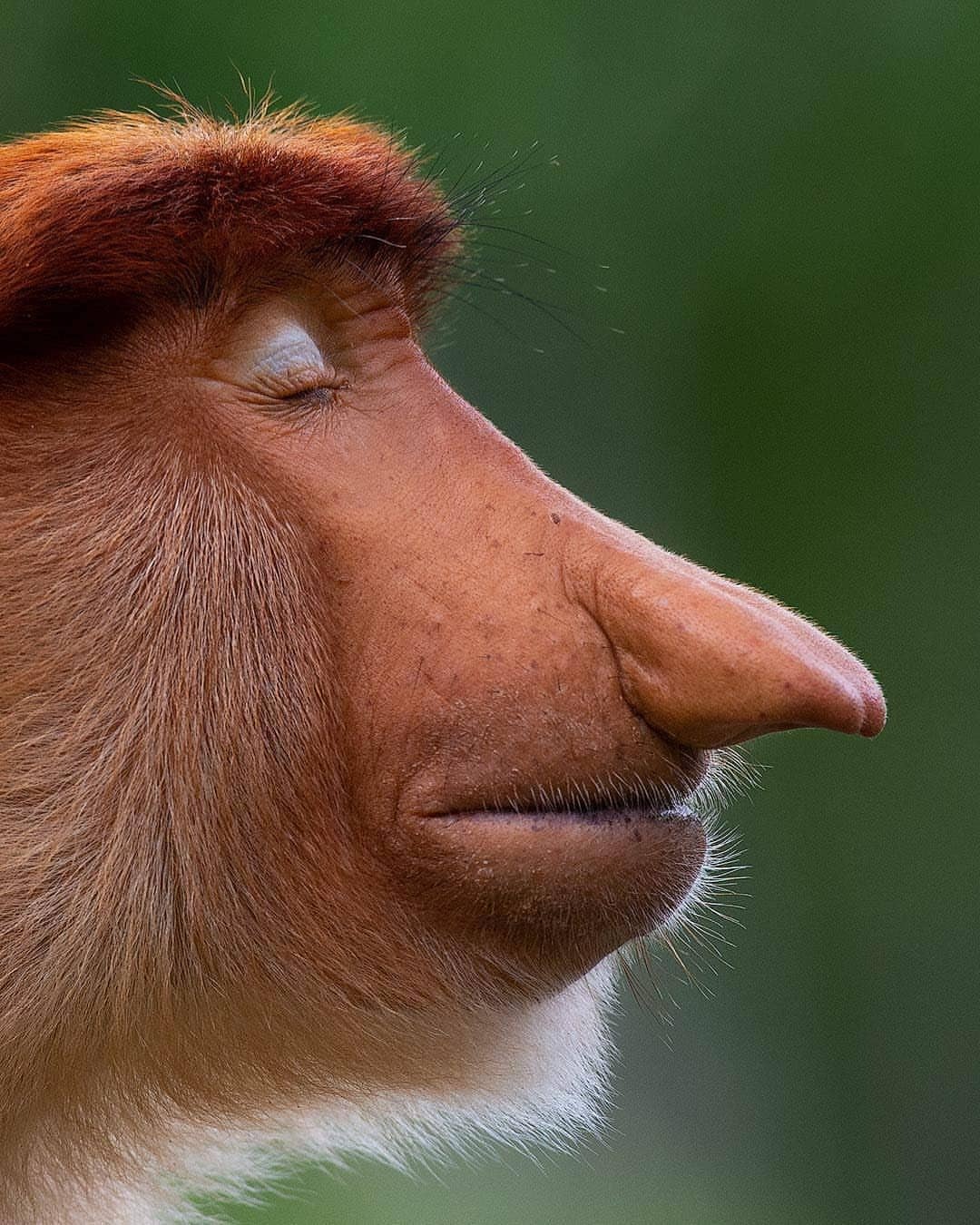 1080x1350, 250 Kb / обезьяна, носач