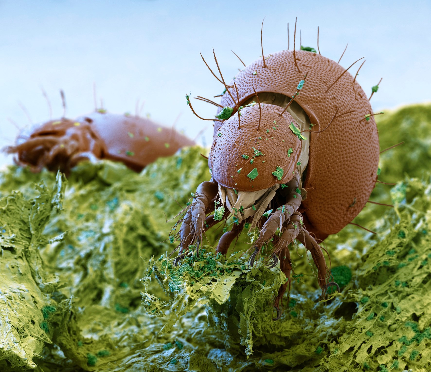 1772x1530, 593 Kb / зелень, насекомое, клещ