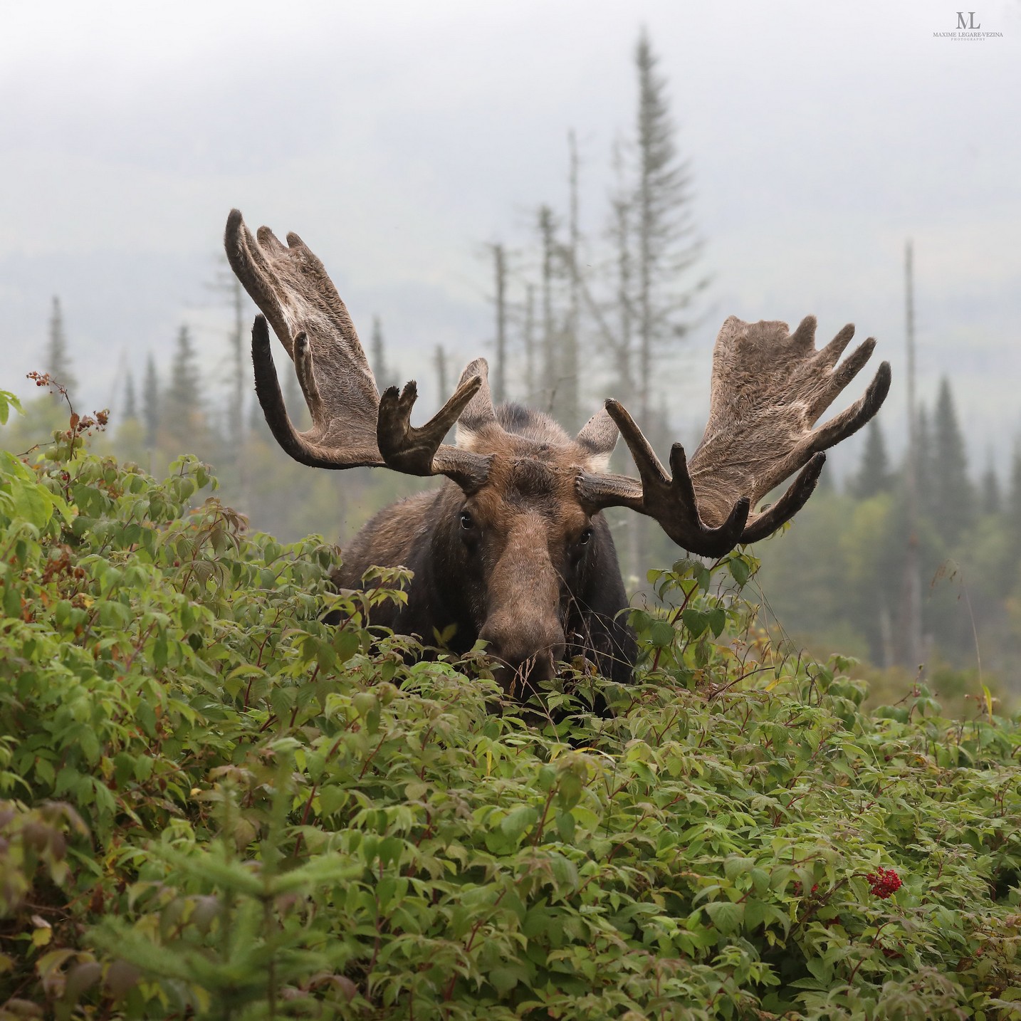 1434x1434, 449 Kb / лось, рога, сохатый