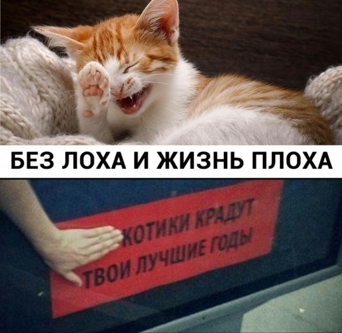700x682, 195 Kb / кот, котики, кошка, крадут, наркотики, лох