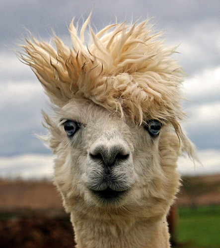 443x499, 115 Kb / лама, прическа