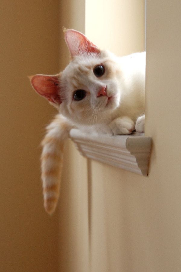 600x901, 41 Kb / кошка, белая, смотрит