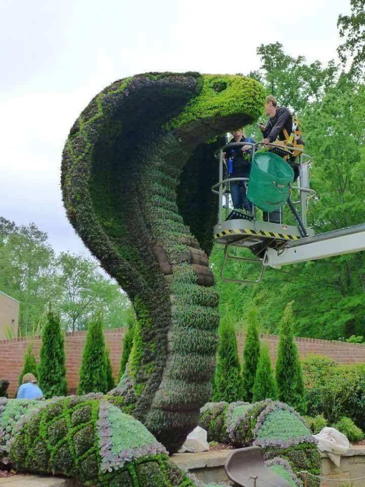 720x960, 98 Kb / кобра, газон, трава, люлька, парк