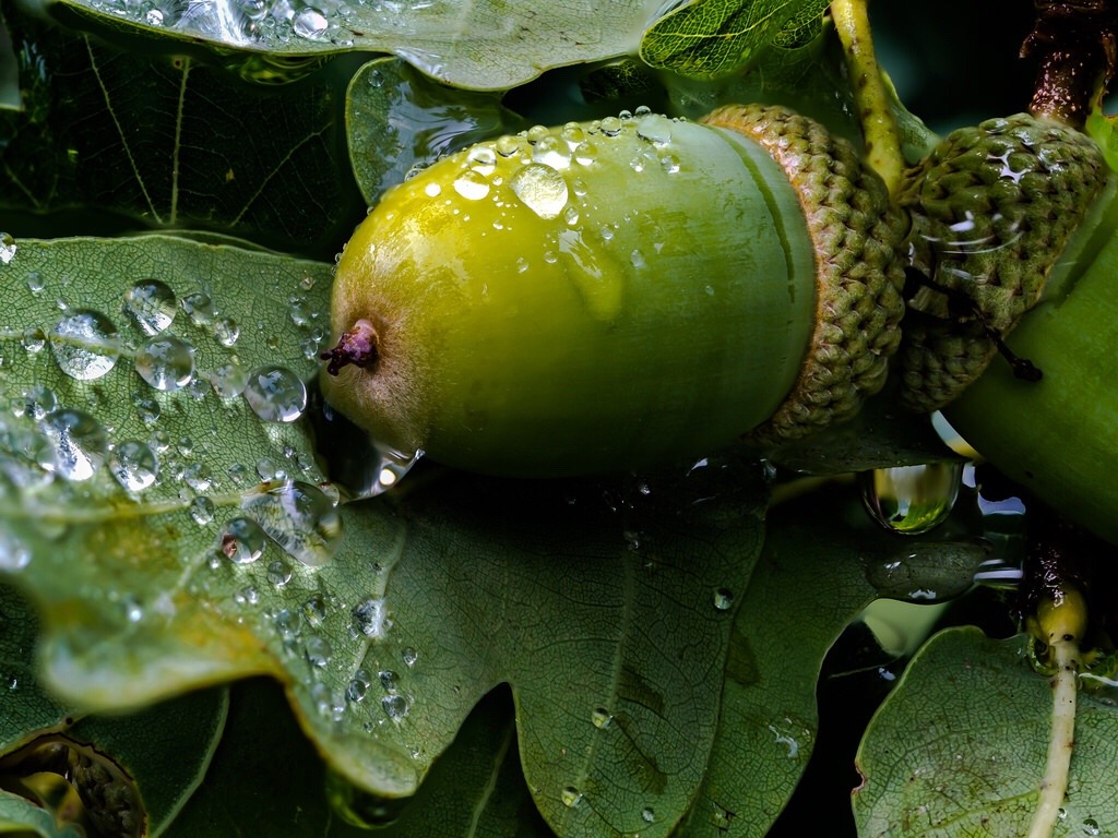 1024x768, 231 Kb / жёлудь, лист, капля