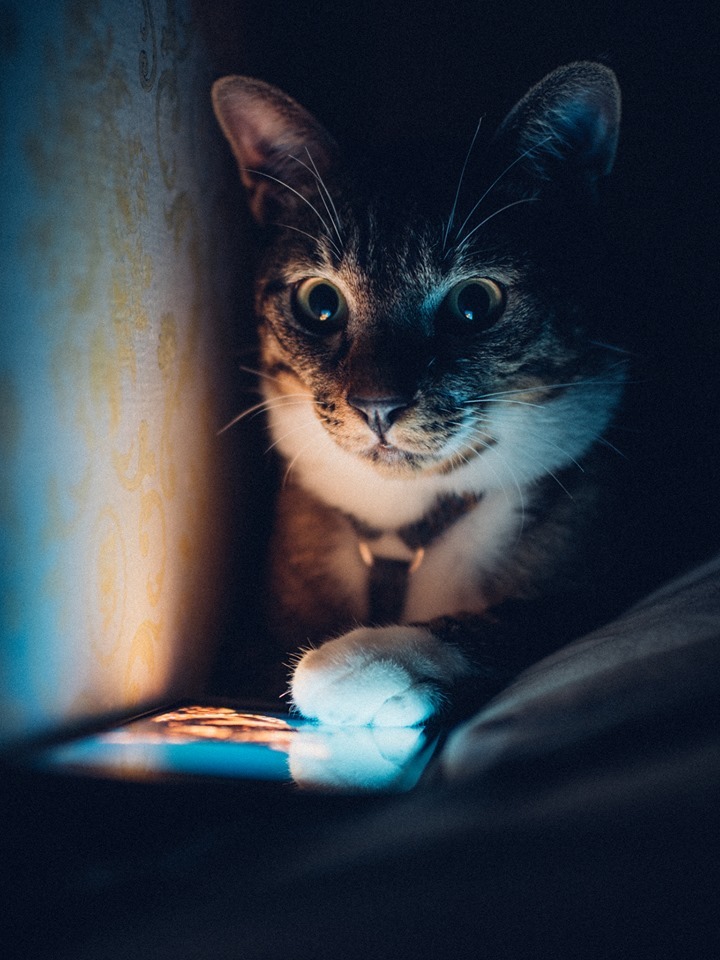 720x960, 158 Kb / кот, кошка, ошейник, телефон, смартфон