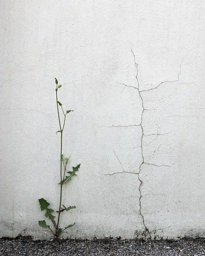 666x832, 124 Kb / стена, трещина, растение, трава