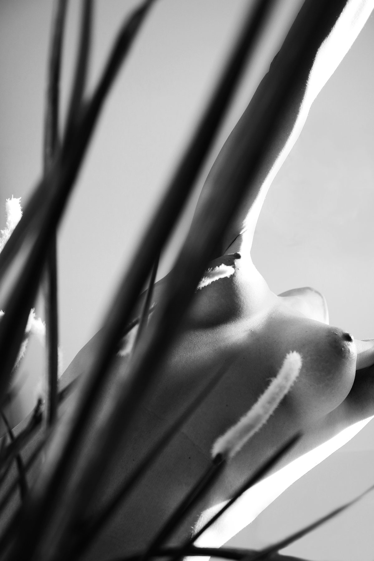 1200x1800, 161 Kb / чб, голая, цветы, цветок, растение