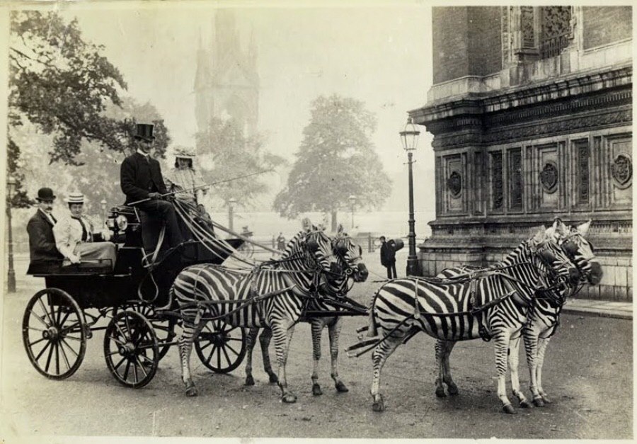 900x627, 146 Kb / Экипаж, зебры, ротшильд