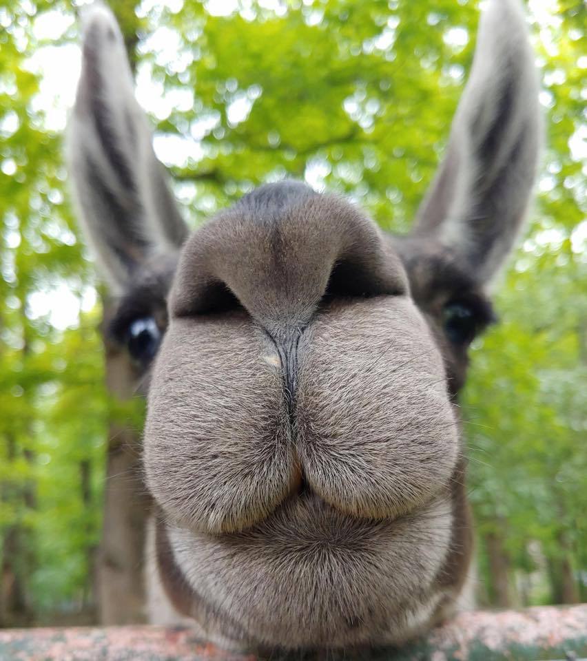 852x960, 106 Kb / осел