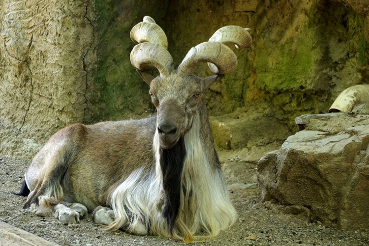 750x501, 139 Kb / козел, рога