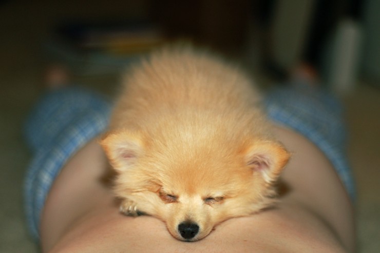 740x493, 40 Kb / собака, сон