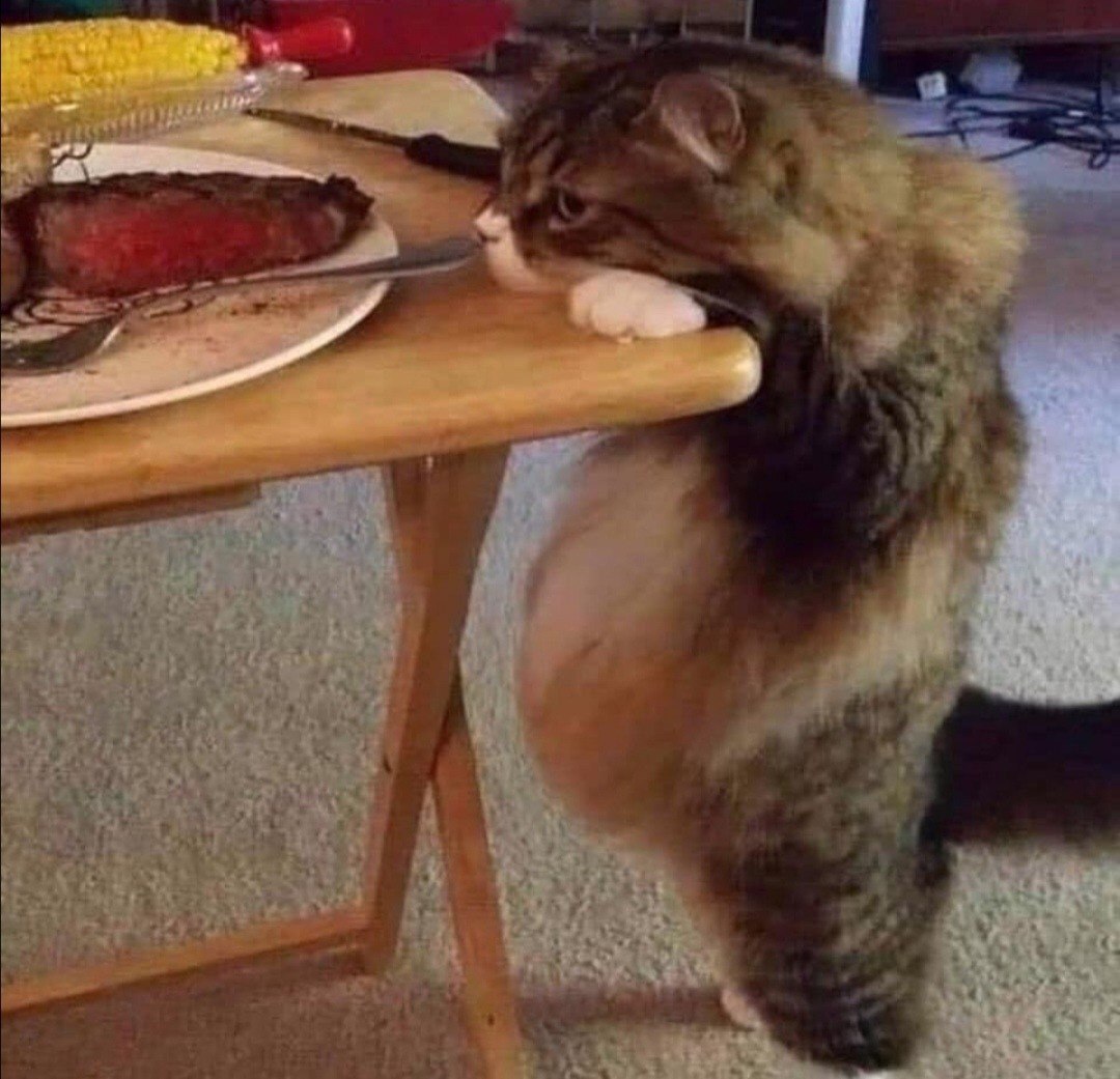 1080x1041, 167 Kb / кот, стол, тарелка, мясо, вилка, кукуруза, пузо