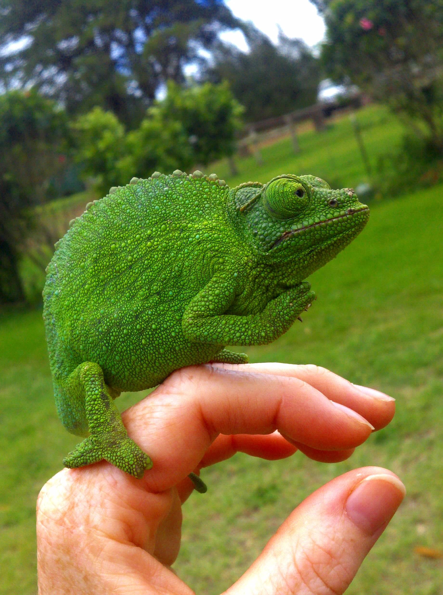 1840x2467, 476 Kb / рука, хамелеон