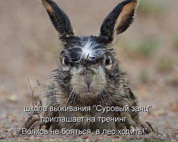 604x483, 45 Kb / заяч, тренинг, коуч, учитель, школа, выживания
